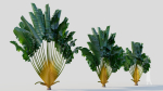 Ravenala madagascariensis b