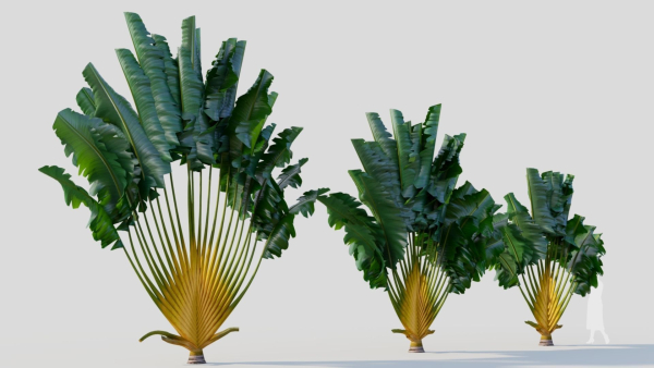 Ravenala madagascariensis b
