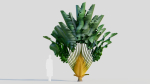 Ravenala madagascariensis b