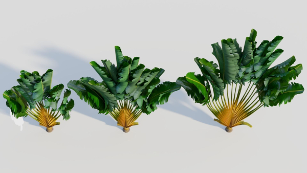 Ravenala madagascariensis b