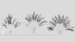 Ravenala madagascariensis c