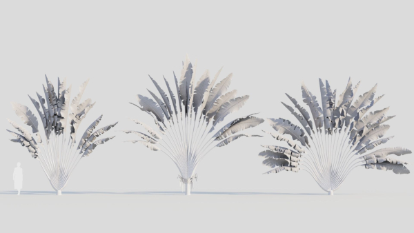 Ravenala madagascariensis c