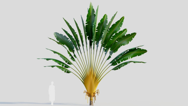Ravenala madagascariensis c
