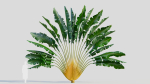 Ravenala madagascariensis c