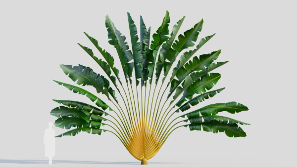 Ravenala madagascariensis c