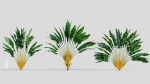 Ravenala madagascariensis c