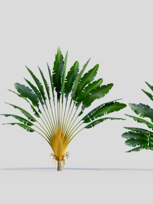 Ravenala madagascariensis c