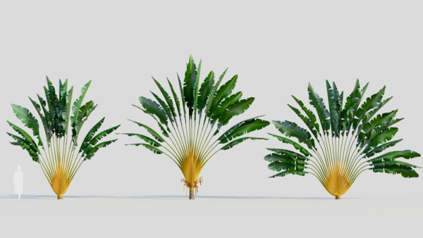 Ravenala madagascariensis c