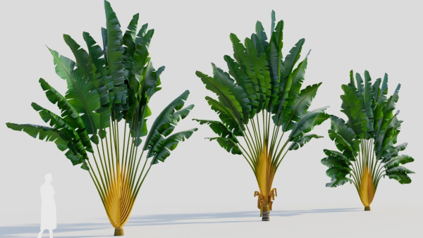 Ravenala madagascariensis c
