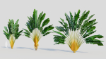 Ravenala madagascariensis c