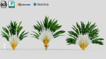 Ravenala madagascariensis c
