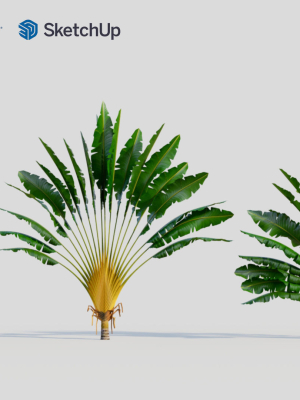 ravenala-madagascariensis-c-3d-model-a019bfd883