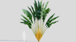 Ravenala madagascariensis c