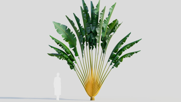Ravenala madagascariensis c