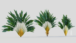 Ravenala madagascariensis c