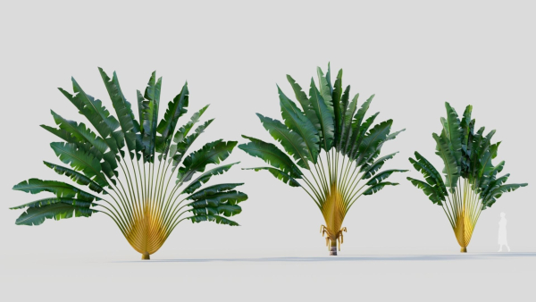 Ravenala madagascariensis c