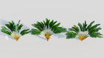 Ravenala madagascariensis c
