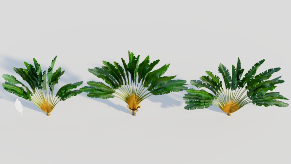 Ravenala madagascariensis c