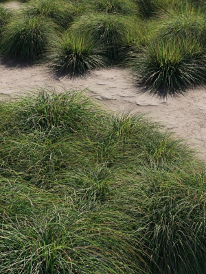 Realistic bush collection
