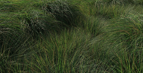 Realistic bush collection