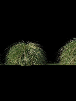 realistic-bush-collection-3d-model-fc3260b41f