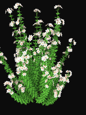 Realistic forest flowers