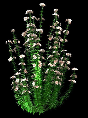 realistic-forest-flowers-3d-model-4c68c7f758
