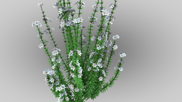 Realistic forest flowers