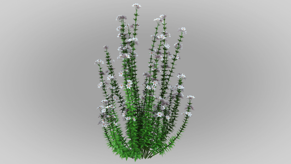Realistic forest flowers