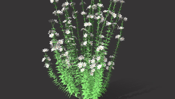 Realistic forest flowers