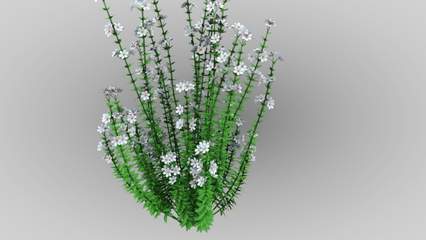 Realistic forest flowers