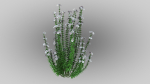 Realistic forest flowers