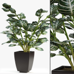 Realistic Plant Garden