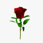 Realistic Rose