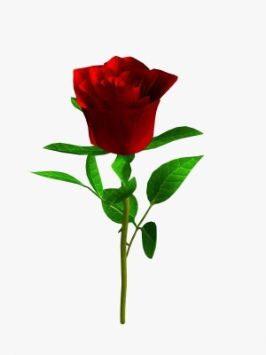 Realistic Rose
