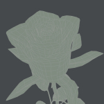 Realistic Rose