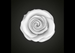 Realistic rose flower
