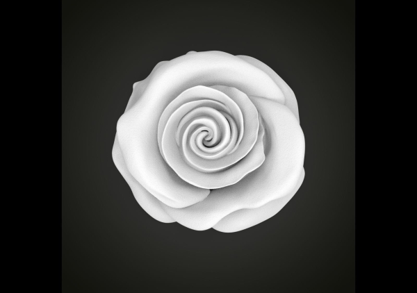 Realistic rose flower