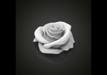 Realistic rose flower