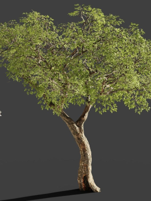 realistic-tree-2-3d-model-obj-mtl-fbx-blend-dae-abc