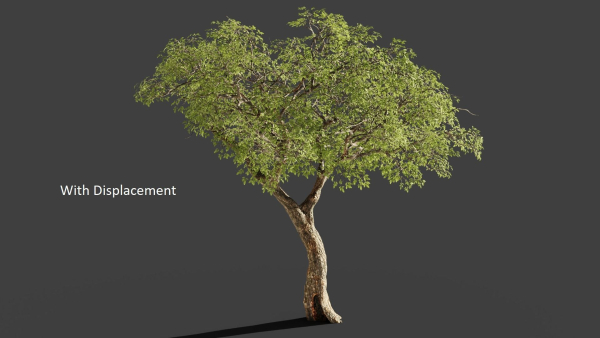 Tree eucalyptus
