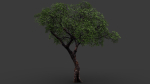 Tree eucalyptus