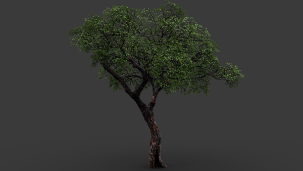 Tree eucalyptus