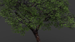 Tree eucalyptus