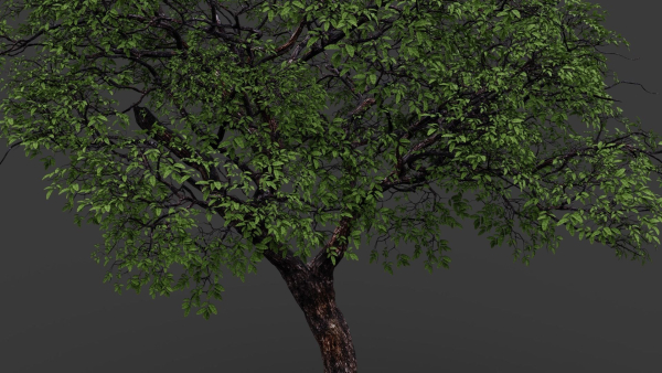 Tree eucalyptus