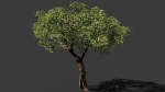 Tree eucalyptus