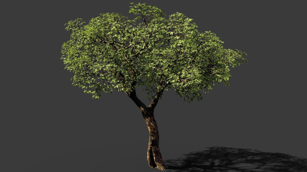 Tree eucalyptus
