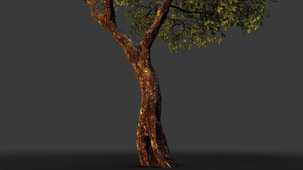 Tree eucalyptus