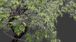 Tree eucalyptus