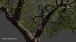 Tree eucalyptus
